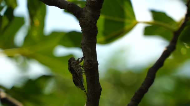 4K镜头的强烈嗡嗡声Cicadas 一只蝉坐在无花果树上 用声音录音 Cicada Lyristes Plebejus — 图库视频影像
