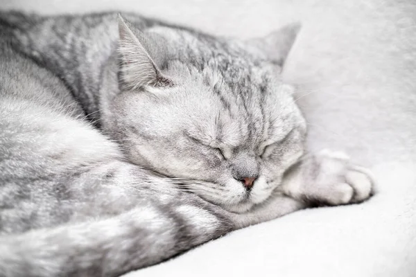 scottish straight cat is sleeping. Close-up of the muzzle of a sleeping cat with closed eyes. Against the backdrop of a light blanket. Favorite pets, cat food