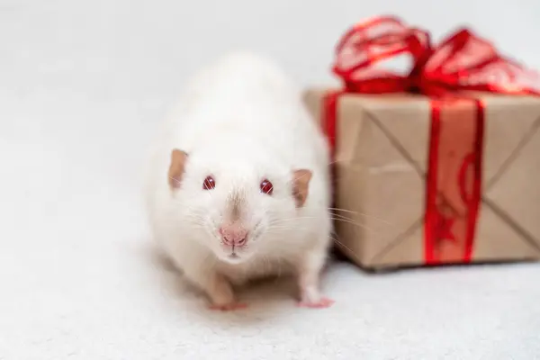 ホワイトラットプレゼント ネズミは赤いリボンが付いているギフト用の箱が付いている白いカーペットの上に座ります — ストック写真