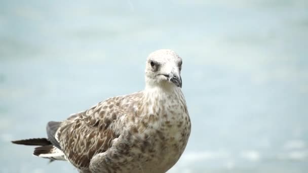 海鸥在海的背景下的特写 一只年轻的海鸥站在海滨 回头看去 — 图库视频影像
