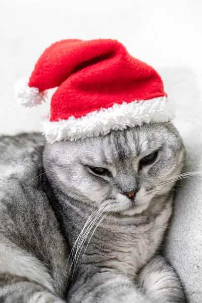 Chat Noël Dans Chapeau Père Noël Rouge Sur Fond Blanc — Photo