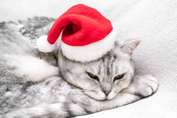 Skotska Raka Julen Katt Röd Tomte Hatt Sover Vit Filt — Stockfoto