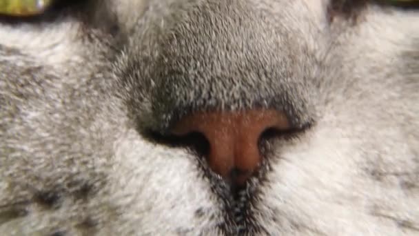 猫の鼻を閉じる スコットランドの灰色の猫が頭を上げます 閉じる 猫の鼻と口 — ストック動画