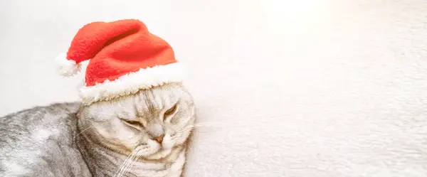 Scozzese Gatto Natale Dritto Cappello Rosso Babbo Natale Dorme Una — Foto Stock