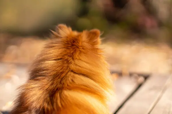ミニチュランが公園を散策する 秋の公園で散歩するポメラニアン ストリートの犬 — ストック写真