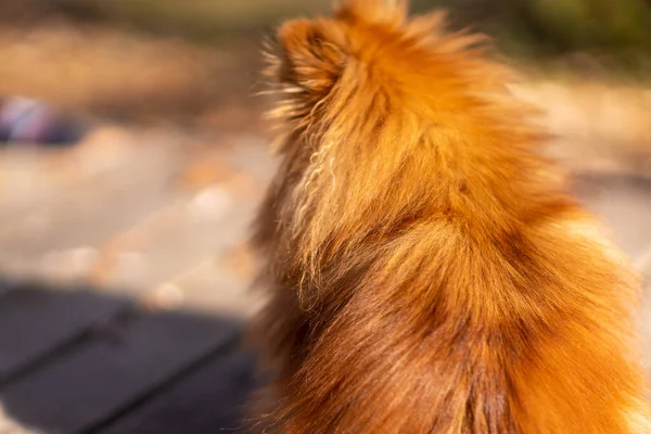 Mini Pomeranian Procházky Parku Pomeranian Procházce Podzimním Parku Pes Ulici — Stock fotografie