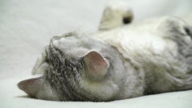 İskoç heteroseksüel kedi sırt üstü yatıyor. Kedi baş aşağı. Beyaz kedi yüzünü kapat.
