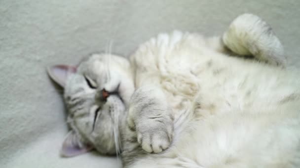 苏格兰纯正的猫躺在他的背上 猫倒挂 关紧白猫脸 — 图库视频影像