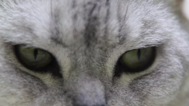Cat Muzzle Scottish Cat Looks Side Green Eyes — Stock Video