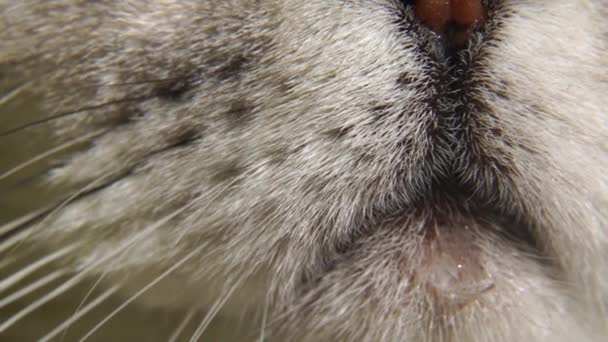 Κοντινό Πλάνο Του Στόματος Μιας Γάτας Γκρι Γάτα Της Σκωτίας — Αρχείο Βίντεο