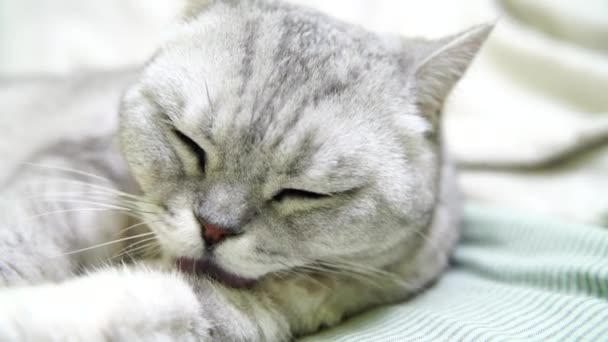 British Scottish Fold Cat Washing Her Tongue Happy Cat Washes — Stock Video