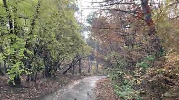 Дорога Осінньому Лісі Прекрасний День Початку Осені Прогулянки Лісі Вихідні — стокове відео