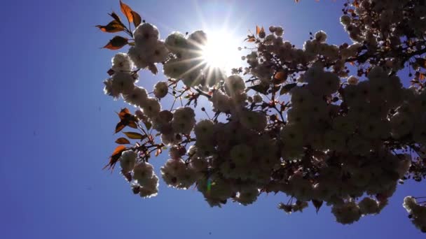 两株樱花盛开 在蓝天的映衬下 枝条枝条绽放着花朵 阳光透过花朵闪耀 — 图库视频影像