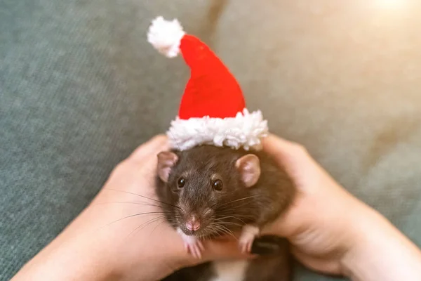 Chapeau Rat Santa Symbole Nouvel Chinois Drôle Rat Noir Dumbo — Photo