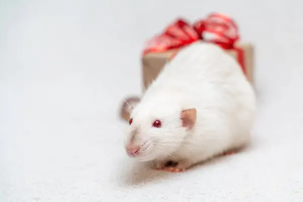 Подарок Белой Крысы Крыса Сидит Белом Ковре Подарочной Коробкой Красной — стоковое фото
