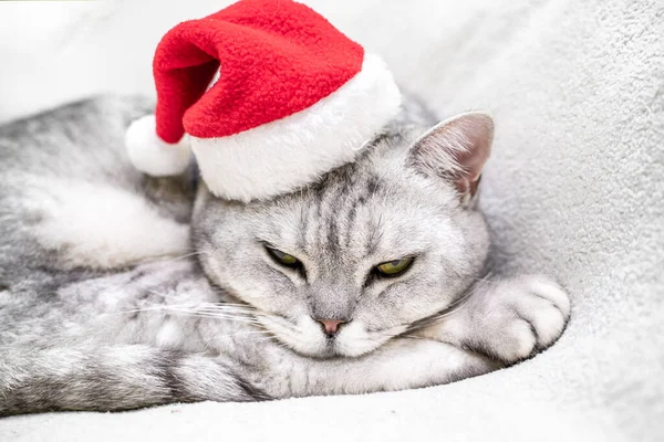 Scozzese Gatto Natale Dritto Cappello Rosso Babbo Natale Dorme Una — Foto Stock
