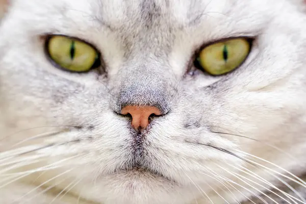 Close-up of a cats muzzle. Scottish cat with green eyes