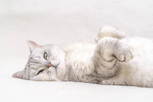 Шотландський Прямий Кіт Лежить Спині Кіт Догори Ногами Крупним Планом — стокове фото