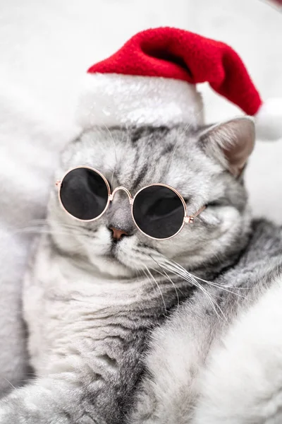 scottish straight cat in a red santa hat and dark glasses sits on a white background. Pets, Christmas stories with pets