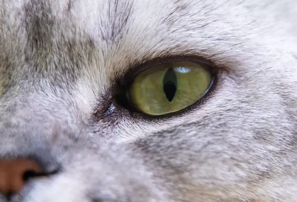 Kattögon Närbild Grön Katt Öga — Stockfoto