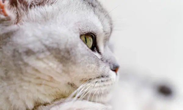 Närbild Ett Kattmunstycke Skotsk Katt Med Gröna Ögon — Stockfoto