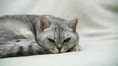 İskoç heteroseksüel kedi yatakta uyur, safkan kısa hava evde uyumayı sever..