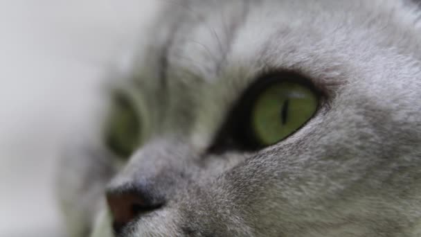 Крупный План Кошачьей Морды Шотландская Кошка Зелёными Глазами — стоковое видео
