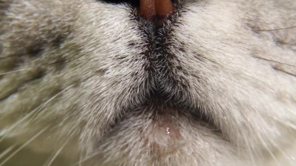 猫嘴的特写 苏格兰灰猫抬起头来 猫的鼻子和嘴 — 图库视频影像