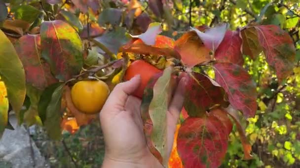 Brindilles Kaki Avec Gros Fruits Orange Moment Récolte Persimmon Mûr — Video