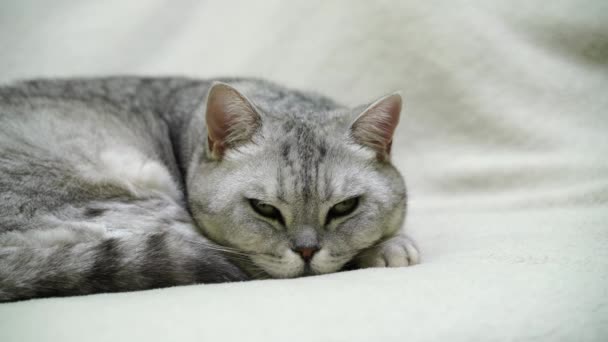 Σκωτσέζικο Ευθεία Γάτα Κοιμάται Στο Κρεβάτι Καθαρόαιμο Shorthair Απολαμβάνει Ύπνο — Αρχείο Βίντεο