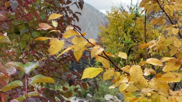 Осень Желтые Листья Ветке Осеннего Леса — стоковое видео
