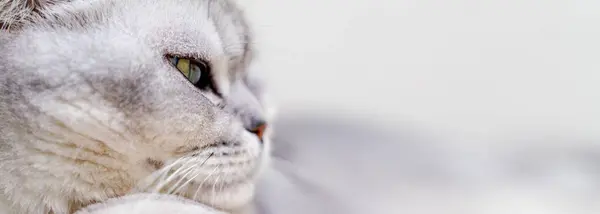 Κοντινό Πλάνο Φίμωτρο Γάτας Scottish Γάτα Πράσινα Μάτια — Φωτογραφία Αρχείου