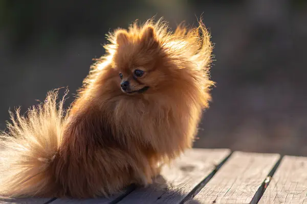 Mini Pomeranian Wandelingen Het Park Pommerse Een Wandeling Het Herfstpark — Stockfoto