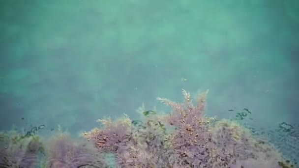 Algas Pedra Algas Verdes Algas Marrons Nas Rochas Uma Oscilação — Vídeo de Stock