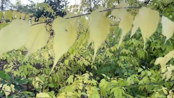 Φθινόπωρο Κίτρινα Φύλλα Ένα Κλαδί Στο Φθινοπωρινό Δάσος — Αρχείο Βίντεο