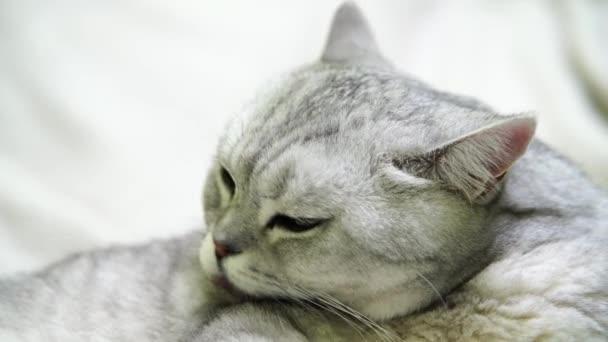 イギリスのスコットランドの折りたたみ猫が舌を洗っている 幸せな猫は洗い 彼の足を舐める 猫は嘘をついている 美しいタビー猫 ペットが部屋で休んでいる — ストック動画