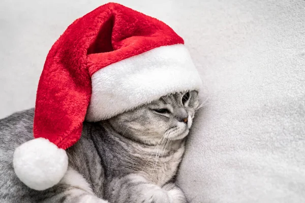 Skotska Raka Julen Katt Röd Tomte Hatt Sover Vit Filt — Stockfoto
