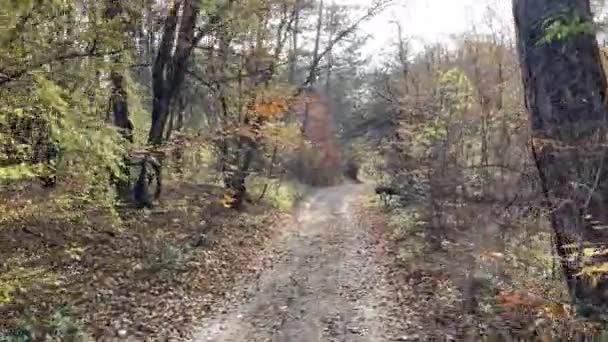 路在秋天的森林里 晴天在初秋 在森林中散步 旅游和度假概念 — 图库视频影像