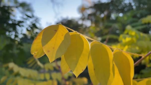 Podzim Žluté Listy Větvi Podzimního Lesa — Stock video