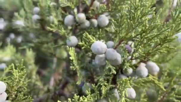 Juniperus Excelsa Mit Blauen Beeren Griechischem Wacholder Immergrünem Ast Eines — Stockvideo