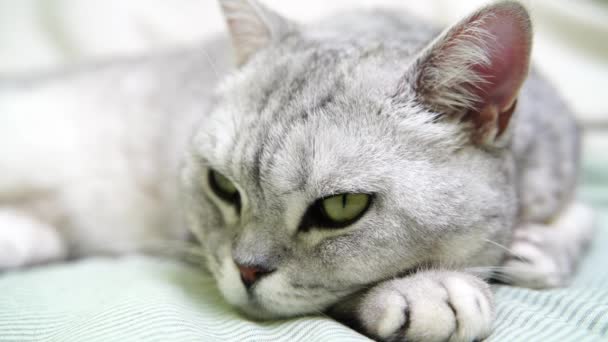 Дуло Кішки Голова Шотландського Кота Який Лежить Озирається Навколо — стокове відео