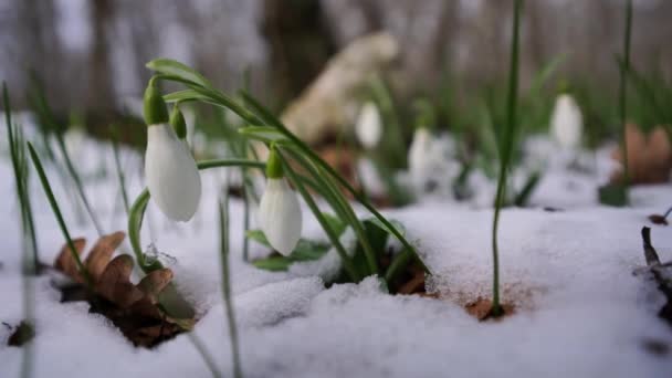 Schneeglöckchen Verschneiten Frühlingswald Video Vom Verschneiten Wald Mit Schneeglöckchen — Stockvideo