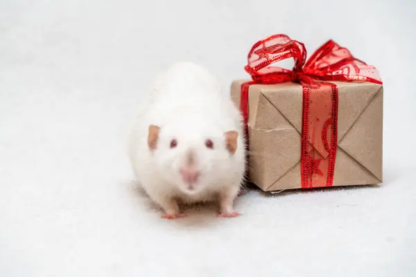 Подарок Белой Крысы Крыса Сидит Белом Ковре Подарочной Коробкой Красной — стоковое фото