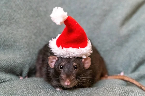 Chapéu Papai Noel Símbolo Ano Novo Chinês Rato Preto Engraçado — Fotografia de Stock