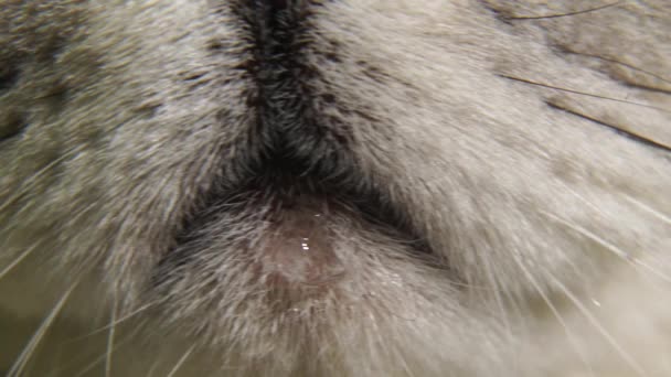 猫嘴的特写 苏格兰灰猫抬起头来 猫的鼻子和嘴 — 图库视频影像