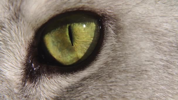 スコットランドのまっすぐな猫の目 スローモーショングリーン猫の目を閉じる — ストック動画