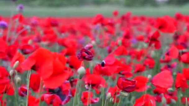 Pole Maków Jasny Słoneczny Dzień Wiele Pięknych Czerwonych Kwiatów Kołysze — Wideo stockowe