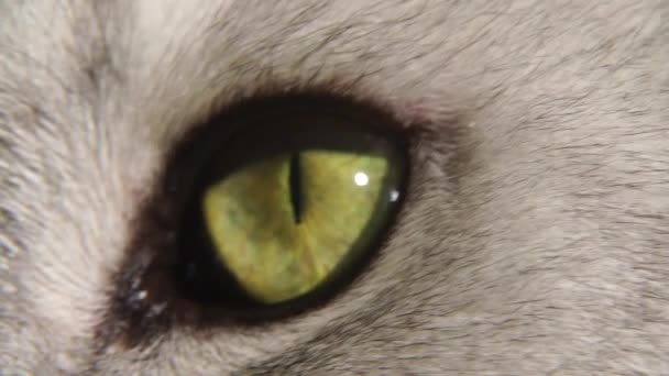 Olho Gato Escocês Câmera Lenta Olho Gato Verde Perto — Vídeo de Stock