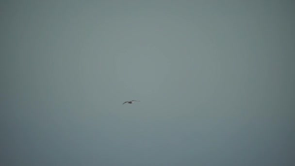 青空に向かってシガーが飛ぶ 自由のシンボル 大きなサグラが ゆっくりと動きます 自由のHdコンセプト — ストック動画