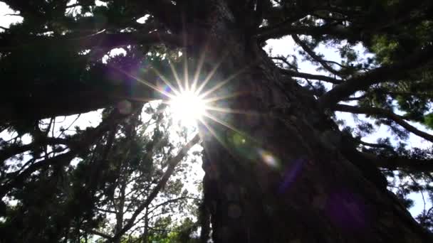 明亮温暖的落日透过公园 森林里针叶树的枝条发出光芒 没有人 没有人 选择性的焦点 耀眼的阳光 环境与自然概念 — 图库视频影像
